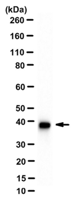 MilliporeSigma Mouse anti-beta-Actin, Clone: 4C2, 100&mu;g:Antibodies,